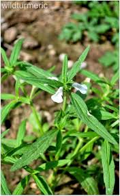 Image result for Leucas