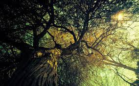 Desktop Wallpapers Lucid Backgrounds Ubuntu Cute Resolution Vintage Desktop Wallpapers Wallpapers Vintage Tree Branch Wallpaper