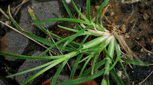 Image result for Eleusine africana