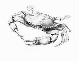 Place a small circle at the end of each oval. Atlantic Blue Crab Andrew Leach Projects Crab Art Blue Crabs Art Crab Tattoo