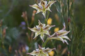 Image result for Gladiolus permeabilis
