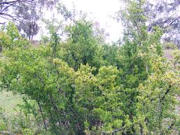 Image result for Lycium mascarenense