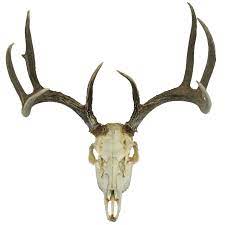 Sq Buck Skull 1 Png 3 500 3 500 Pixels Deer Skulls Deer Skull Drawing Deer Mask