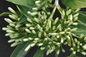 Image result for Pavetta sp. E