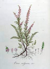 Pin Auf Language Of Flowers
