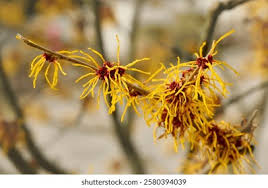 Image result for Hamamelidaceae