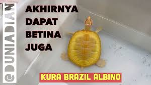 Kura Albino Baru Hasil Hunting Di Facebook Kura Brazil Alias Red Eared Slider Res Albino Betina Youtube