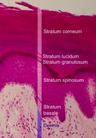 Singh's neet pg mcq's for medical students : How To Study Anatomy For Neet Pg Arxiusarquitectura