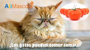 Los Gatos Pueden Comer Tomate Alimentacion Del Gato Tomate cherry pet x 500 g. los gatos pueden comer tomate