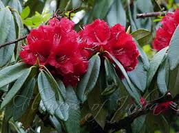 Image result for Rhododendron