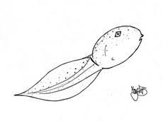You could buy lead tadpole coloring page or acquire it as soon as feasible. Tadpole Coloring Page