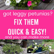 Maybe you would like to learn more about one of these? Reviving Leggy Potted Petunias Flower Patch Farmhouse