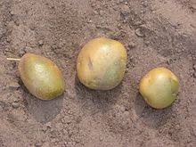 Fresh potatoes have an earthy, starchy scent. Solanine Wikipedia
