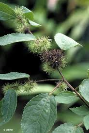 Image result for Triumfetta tomentosa