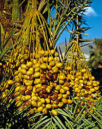 Popular tasty treats that grow on palm trees include: Date Kids Britannica Kids Homework Help