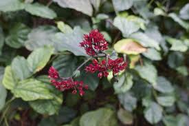 Image result for Clerodendrum splendens