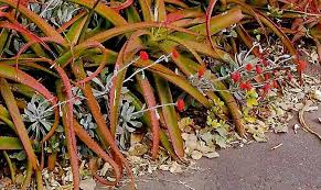 Image result for Kleinia fulgens