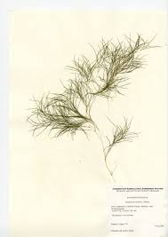 Image result for Stuckenia