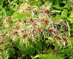 Maybe you would like to learn more about one of these? Clematis Vitalba Old Man S Beard Identification