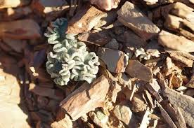 Image result for Eriospermum