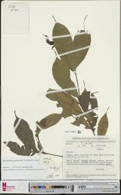 Image result for Rhabdophyllum arnoldianum