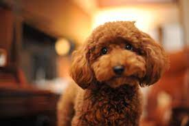 Name something that is sold by pushy salespeople. Apricot Toy Poodle Hd Wallpaper Wallpaper Flare