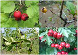 Find the perfect hawthorn tree stock photos and editorial news pictures from getty images. Crataegus Wikipedia