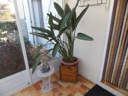 L'oiseau de paradis est originaire de la région d'eastern cape en afrique du sud, et vit au bord des cours d'eau, à proximité de la côte. Oiseau Du Paradis Plantes D Interieur Rustica Fr