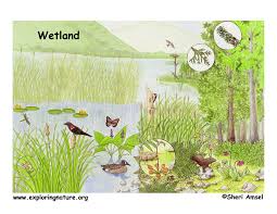 Wetlands Posters Wetland Biome Wetlands Activities Wetland