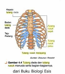 Tulang rusuk palsu memiliki jumlah. Tulang Rusuk Terdiri Atas 12 Pasang Rusuk Jelaskan Perbedaan Antara Tulang Rusuk Sejati Tulang Brainly Co Id