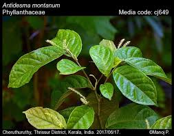 Image result for Antidesma