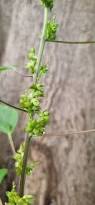 Image result for Acalypha ciliata