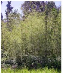 Image result for Pycnostachys ruandensis