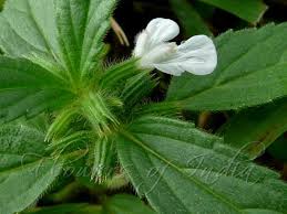 Image result for Leucas