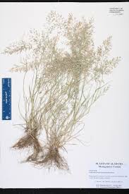 Image result for Eragrostis pilosa