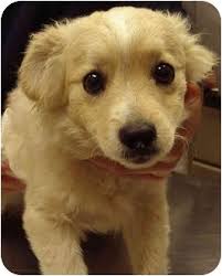 Los Angeles Ca Golden Retriever Meet Dallas A Pet For Adoption