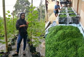 Kemudian untuk pengaplikasiannya dengan menabur secara merata pada bagian atas lahan secara merata. Usaha Penyanyi Ini Harus Dijadikan Contoh Siapa Sangka Ayu Damit Kini Saudagar Cili Figura Mstar