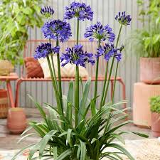 Image result for Agapanthus africanus