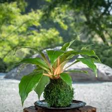 Image result for Chlorophytum Amaniense