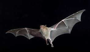 Bats Facts in Hindi : चमगादड़ो से संबंधित 32 ...