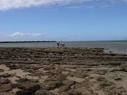 Low Isles Reef Gbr Sepm Strata