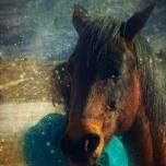 JULY 26th-Honoring Grief with the Wisdom of the Herd
