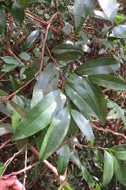 Image result for Gomphia