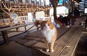 Check out our barn cats selection for the very best in unique or custom, handmade pieces from our shops. Barn Cats In Atlanta Control Rodents Best Friends Animal Society