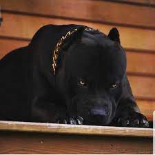 See more ideas about pitbulls, pitbull dog, pitbull terrier. American Bully Feature On Instagram Prague The Black Panther Himself Xxldesignerpitbulls Bully Breeds Dogs Scary Dogs Beautiful Dogs