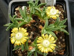 Image result for Nananthus