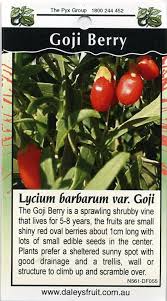 Goji berries are easy to grow in full sun, although some staking is recommended for maximum i'm so impressed with these berries that i've started planning a complete goji accent/ trellis wall for next. Goji Berry Lycium Barbarum Var Goji