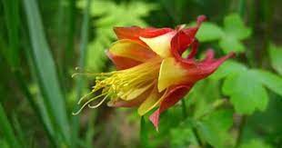 Pin On April Showers Bring May Flowers