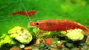 Once they outgrow their current exoskeleton, they'll shed/molt it to grow another one. 111 Of The Most Asked Questions About Cherry Shrimp And Answers Marksshrimptanks Com