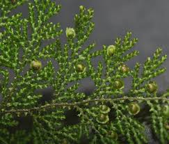 Image result for Hymenophyllum splendidum